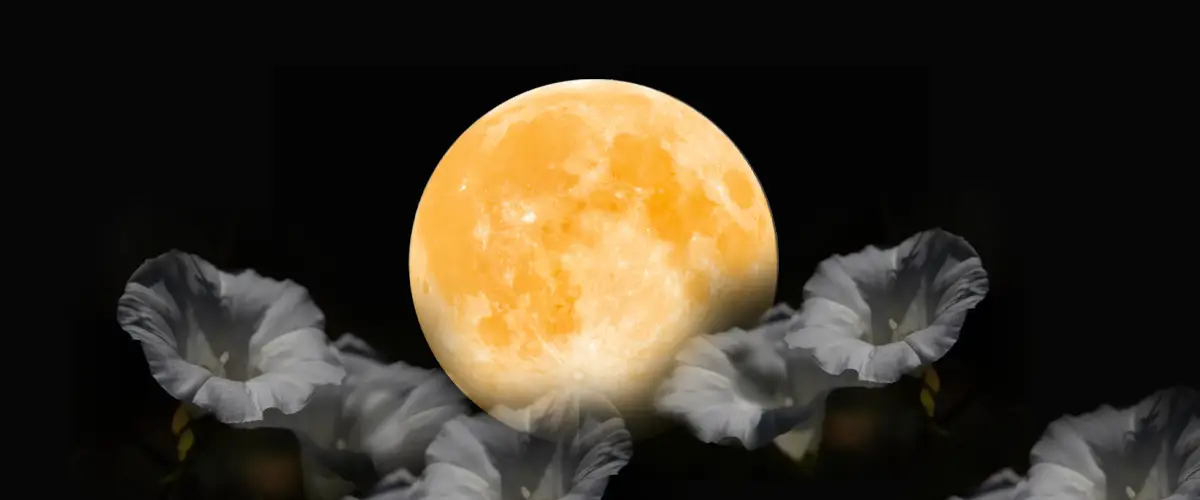 flower moon flower moon